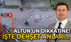 Kamil Altun'un dikkate: Kilimli'de başıboş köpek faciasından son anda dönüldü!