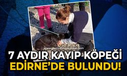 7 aydır kayıp köpeği Edirne'de bulundu