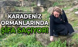 Karadeniz ormanlarında yetişen bu bitki şifa saçıyor!