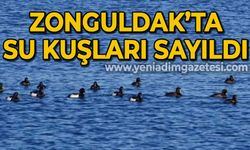 Zonguldak'ta su kuşları sayıldı