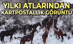 Yılkı atlarından kartpostallık görüntü!