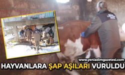 Zonguldak'ta hayvanlara şap aşıları vuruldu