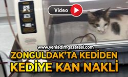 Zonguldak'ta kediden kediye kan nakli yapıldı