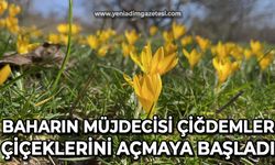 Baharın müjdecisi çiğdemler, çiçeklerini açtı!