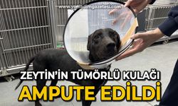 Zeytin'in tümörlü kulağı ampute edildi