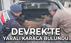 Devrek'te yaralı karaca bulundu