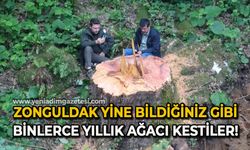 Zonguldak yine bildiğiniz gibi: Binlerce yıllık ağacı kestiler!