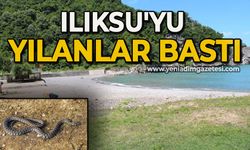 Ilıksu'yu yılanlar bastı