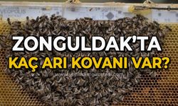 Zonguldak'ta kaç arı kovanı var?