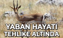 Yaban hayatı tehlike altında