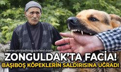 Zonguldak'ta facia: Depremzede yaşlı adam başıboş köpeklerin saldırısına uğradı