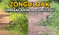 Zonguldak ormanlarında görüldü: Telefonun kameralarıyla kaydettiler!