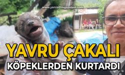 Yavru çakalı köpeklerden kurtardı