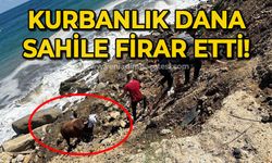 Kurbanlık dana sahile firar etti!