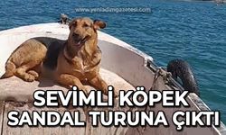 Sevimli köpek sandal turuna çıktı