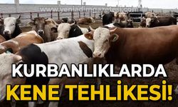 Kurbanlıklarda kene tehlikesi!