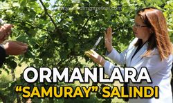 Ormanlara "Samuray" salındı: Zararlı böcekleri ekarte edecekler!