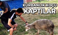 Büyük mücadele sona erdi: Kurbanlık koçu kaptılar