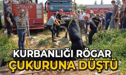 Kurbanlığı rögar çukuruna düştü