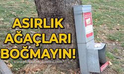 Asırlık ağaçları boğmayın!