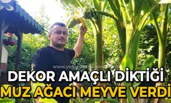 Dekor amaçlı diktiği muz ağacı meyve verdi