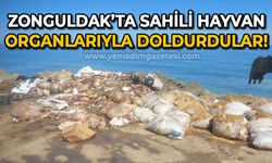 Zonguldak'ta sahili hayvan atıklarıyla doldurdular