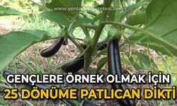 Gençlere örnek olmak için 25 dönüm araziye patlıcan dikti