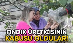 Fındık üreticisinin kabusu oldular