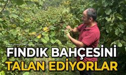 Fındık bahçesini talan ediyorlar