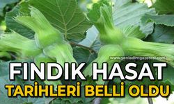 Fındık hasadı tarihleri belli oldu