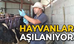 Hayvanlar aşılanıyor: Hastalıklara karşı korunacaklar