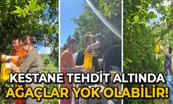 Kestane tehdit  altında: Ağaçlar yok olabilir!