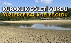 Kuraklık göleti vurdu, yüzlerce balık telef oldu