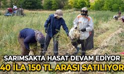 Taşköprü sarımsağında hasat devam ediyor: 40 ila 130 lira arasında satılıyor