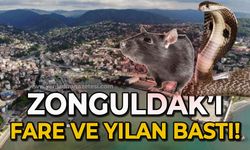 Zonguldak'ı fare ve yılan bastı
