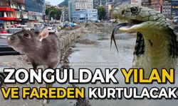 Zonguldak yılan ve fareden kurtulacak