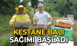 Kestane balı sağımı başladı