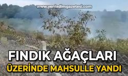 Fındık ağaçları üzerinde mahsulle yandı!