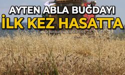 "Ayten Abla Buğdayı" ilk kez hasatta