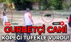 Gurbetçi cani kedisine saldıran köpeği tüfekle vurdu!