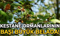 Kestane ormanlarının başı büyük belada!