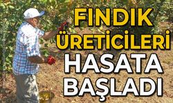 Fındık üreticileri erken hasada başaldı