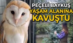 Peçeli Baykuş yaşam alanına kavuştu