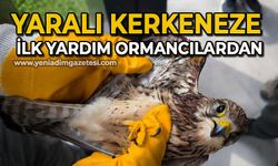 Yaralı kerkeneze ilk yardım ormancılardan