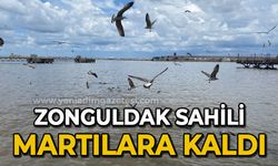 Zonguldak Sahili martılara kaldı
