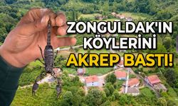 Zonguldak'ın köylerini akrep bastı!