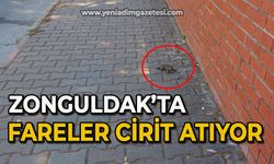 Zonguldak’ta fareler cirit atıyor