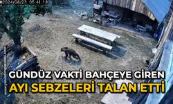 Gündüz vakti bahçeye giren ayı sebzeleri talan etti