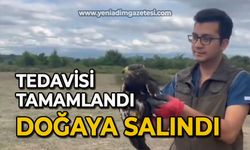 Tedavisi tamamlandı doğaya salındı