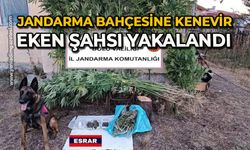 Jandarma bahçesine kenevir eken şahsı yakaladı